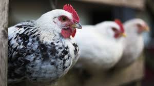 Officials did not give details on how the man got infected but the h10n3 strain is thought to not easily spread from humans to humans. Bird Flu Russia Detects First Case Of H5n8 Bird Flu In Humans Bbc News