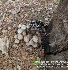 Mushrooms In The Basement