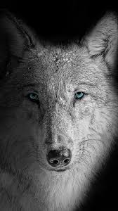 wolf wallpaper 4k beast wild white wolf