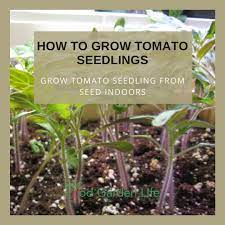 how to grow tomato seeds indoors