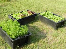 growing vegetables in tubs