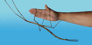 the giant walking stick critter science