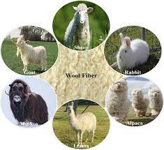 source of wool fiber from diffe