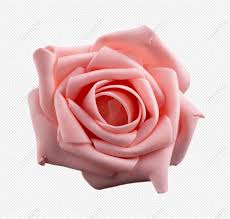 pink rose flowers no matting elements