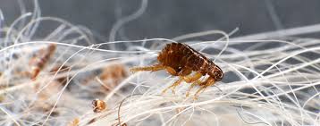 how fast do fleas reproduce and how
