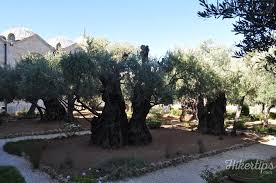the garden of gethsemane an oasis of