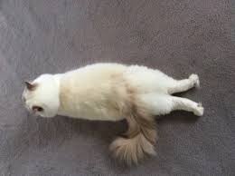what is splooting and why do cats do