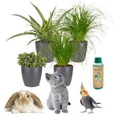 Animal Friendly Plants Not Toxic To