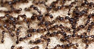 how to control ants in and around your