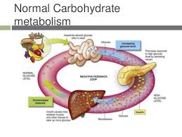 Important questions on Carbohydrate metabolism | Biochemistry One Liners