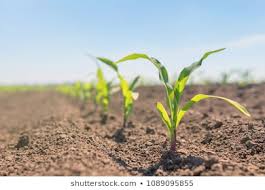 Corn Seedlings On A Field Corn Stock Photos Images