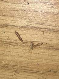worms in kitchen drawer are carpet