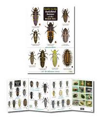 Guide To Ladybird Larvae Of The British Isles Identification