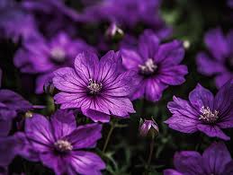 7 purple flowers dream meanings