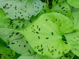 holes in the leaves of plants