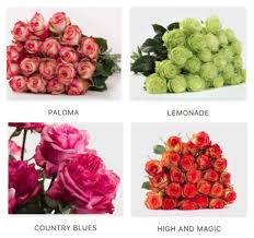 We did not find results for: Bloomsybox Flowers Review Must Read This Before Buying