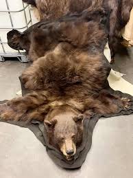 black bear rug petska fur