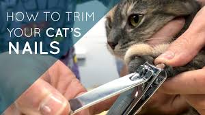 how to trim your cat s nails you