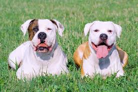 american bulldog dog breed information