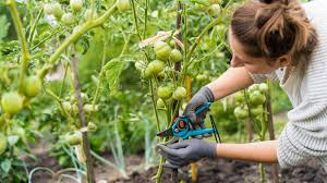 how to prune tomato plants in 3 easy