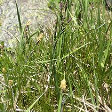 Carex bigelowii (Bigelow's sedge): Go Botany