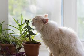 Indoor Plants Safe For Cats And Other Pets