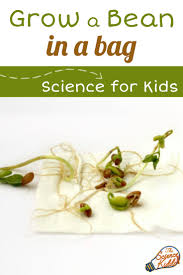 Growing Beans In A Bag Bean Experiment For Kids Science