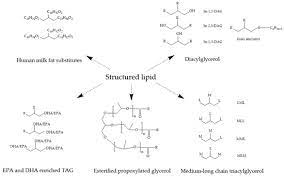 structured lipids enzymatic synthesis