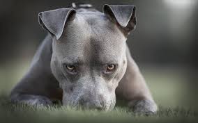 american pit bull terrier close up