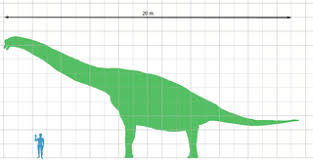 File Brachiosaurus Scale Png Wikimedia Commons