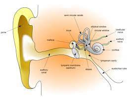 earwax facts functions and potential