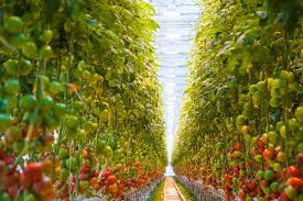 tomato fertilizers