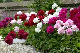 When And Where To Plant Peonies gambar png