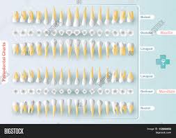 Dental Periodontal Vector Photo Free Trial Bigstock