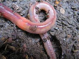 how to get rid of worms in the home