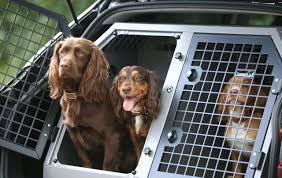 car dog cages crates transit bo