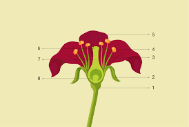 label the parts of the flower