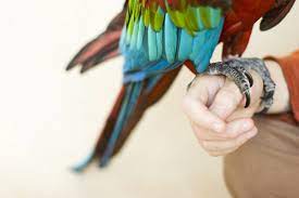 how to trim your bird s nails
