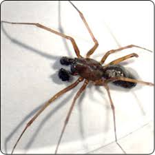 spiders commonly found in gardens and