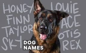 top 400 dog names for dogs and puppies