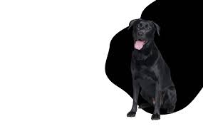 charlotte black dogs