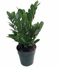 hirt s gardens zamioculcas zamiifolia