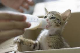can i give pedialyte to my kitten who