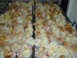 Incubation Poultry Hub