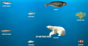 species of the ocean