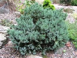 juniperus squamata alchetron the