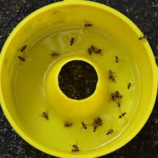 3 easy diy bug traps pest control