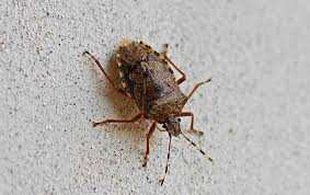 the battle against stink bugs
