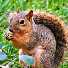Natural Squirrel Repellent Ideas Keep