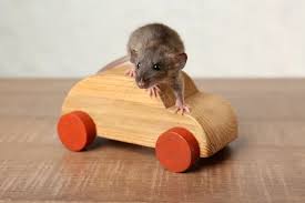 Jan 20, 2020 · in addition to being mischievous, rats are also industrious and clever, which makes it hard to keep them out of places. Helpful Ways To Keep Mice Out Of Your Car